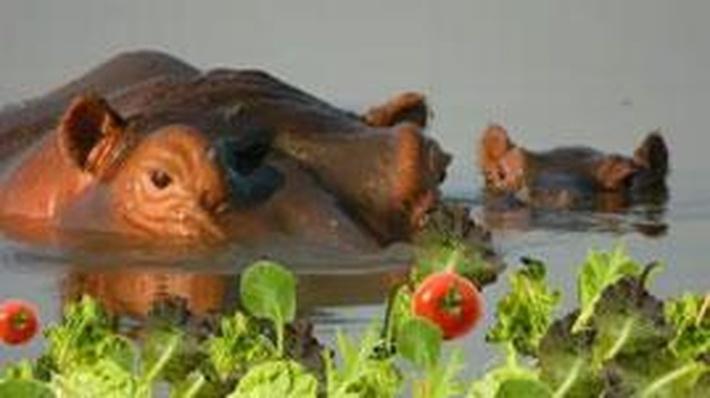 If You Were: hippopotamus