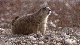 why are prairie dogs important to the environment