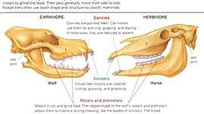 jaws-and-teeth-of-mammals-docs