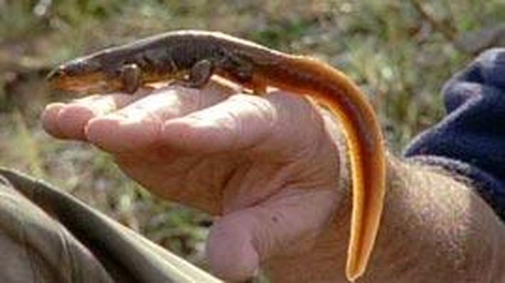 Toxic Newts | Science | Video | PBS LearningMedia