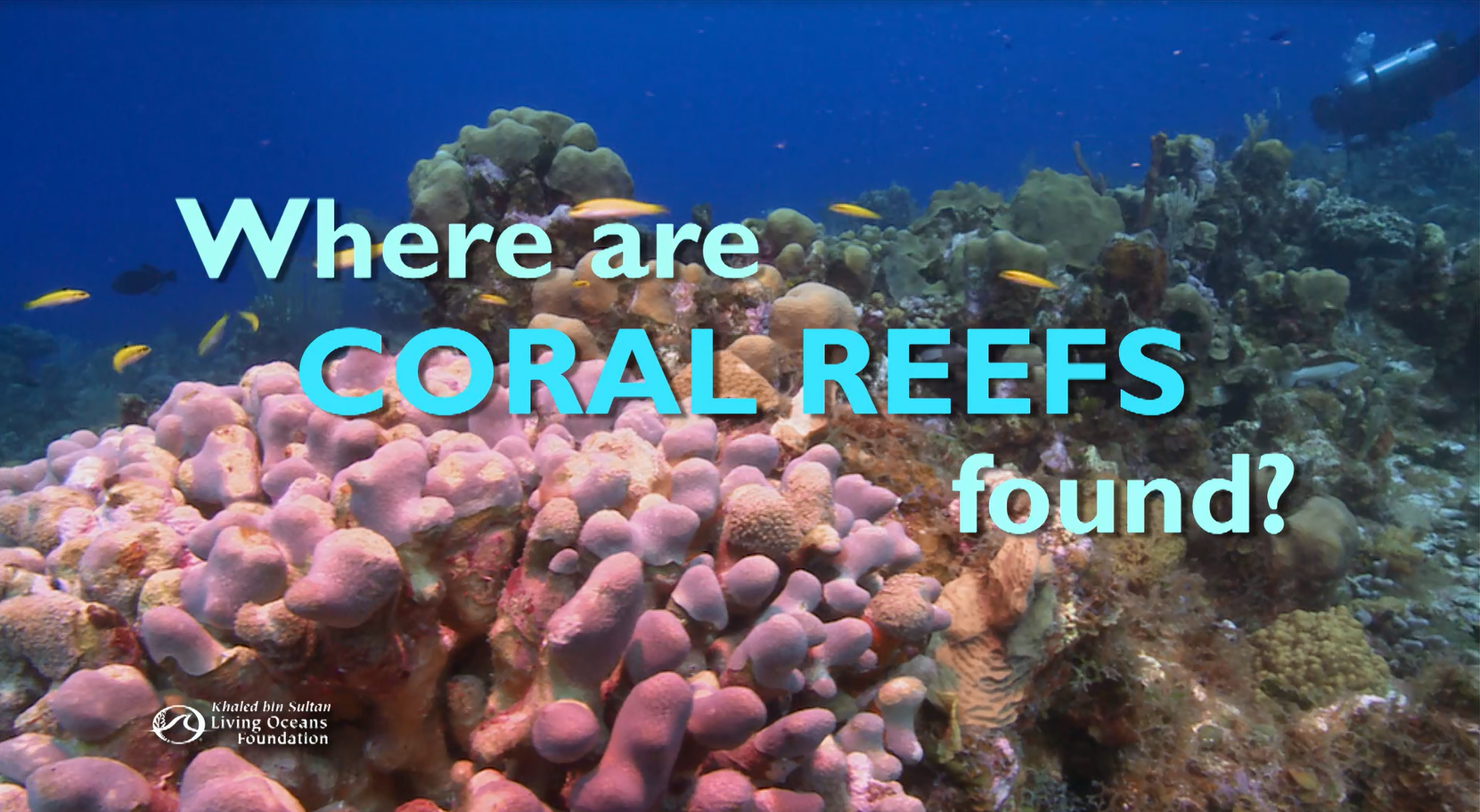 Where are Coral Reefs Found? | PBS LearningMedia