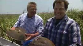 Nature | Crash: A Tale of Two Species - Horseshoe Crabs and Humans