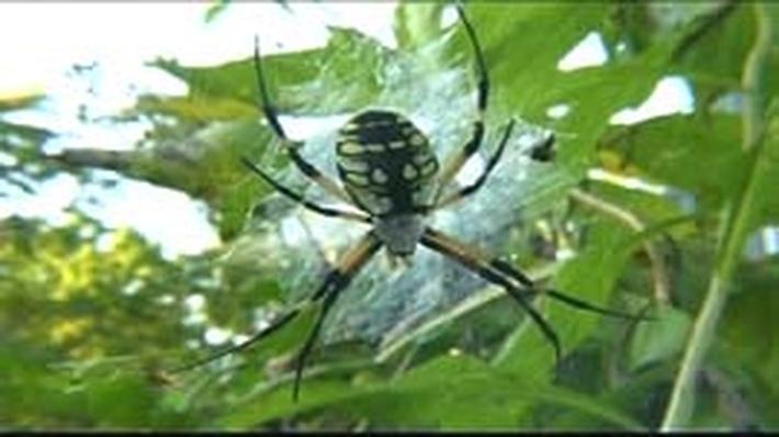 Garden Spiders 