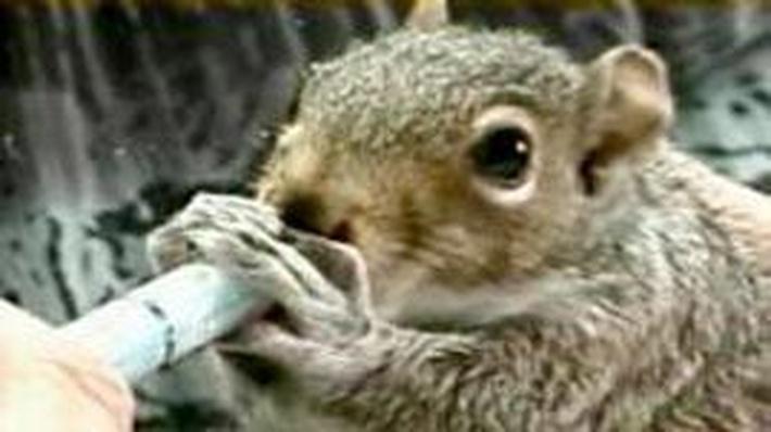 pbf mail squirrel