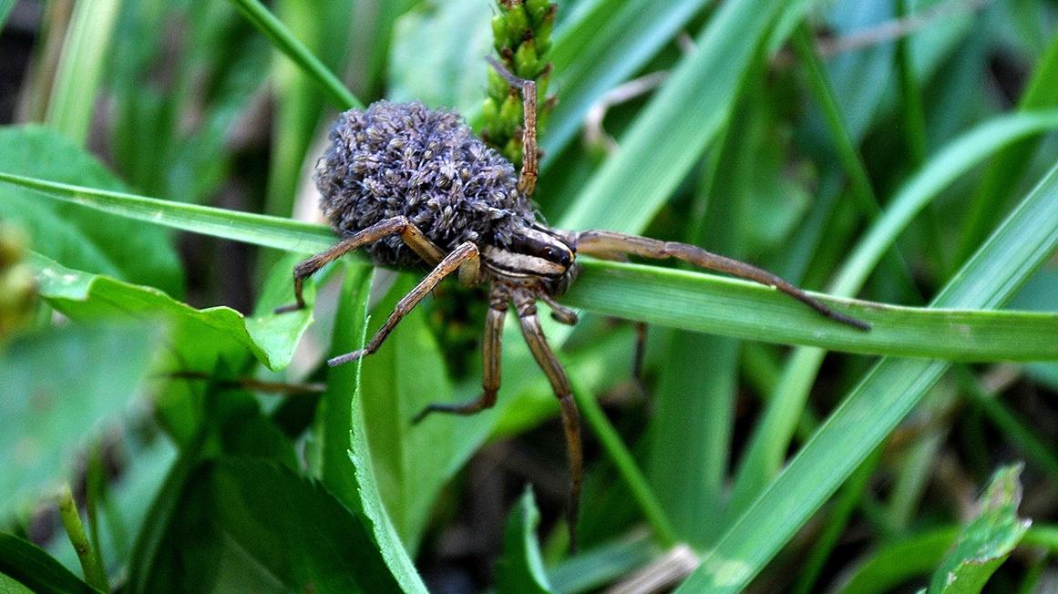 rabid wolf spider