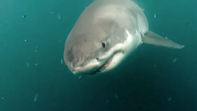 Researching Great White Sharks | NOAA