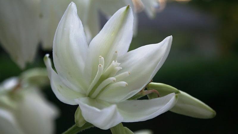 New Mexico Yucca Flower | vlr.eng.br