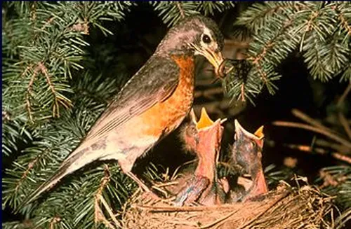 What Do Animals Eat? | PBS LearningMedia What Do Animals Eat? | PBS LearningMedia