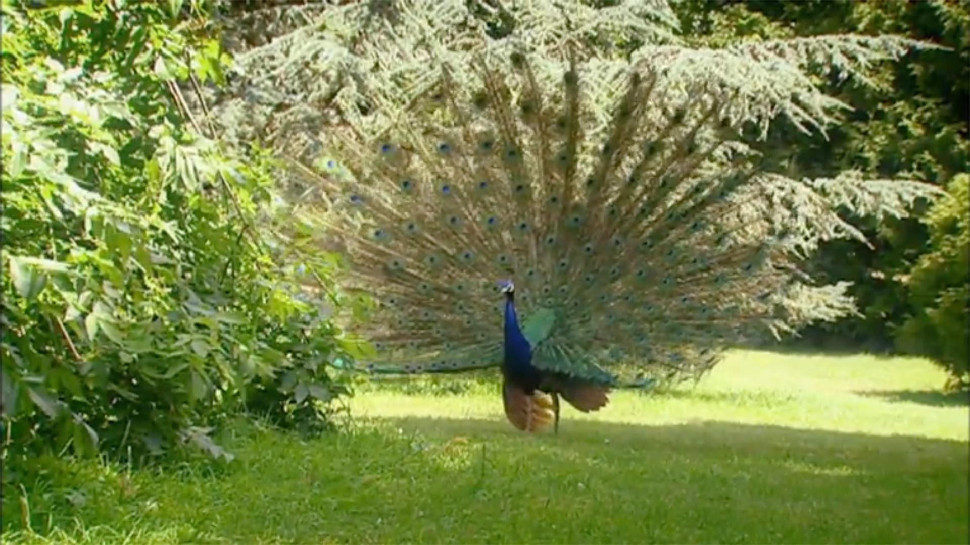 Identifying Different Kinds of Sentences - The Peacock’s Feathers | PBS ...