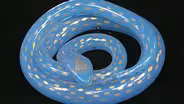 Appraisal: Blue Opaline Snake Paperweight, ca. 1850