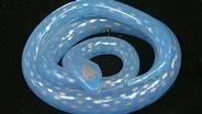 Appraisal: Blue Opaline Snake Paperweight, ca. 1850