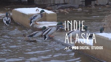 Video thumbnail: Indie Alaska I am a Birder | INDIE ALASKA