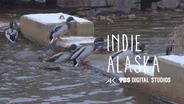 I am a Birder | INDIE ALASKA