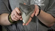 Aurora Fossil Museum