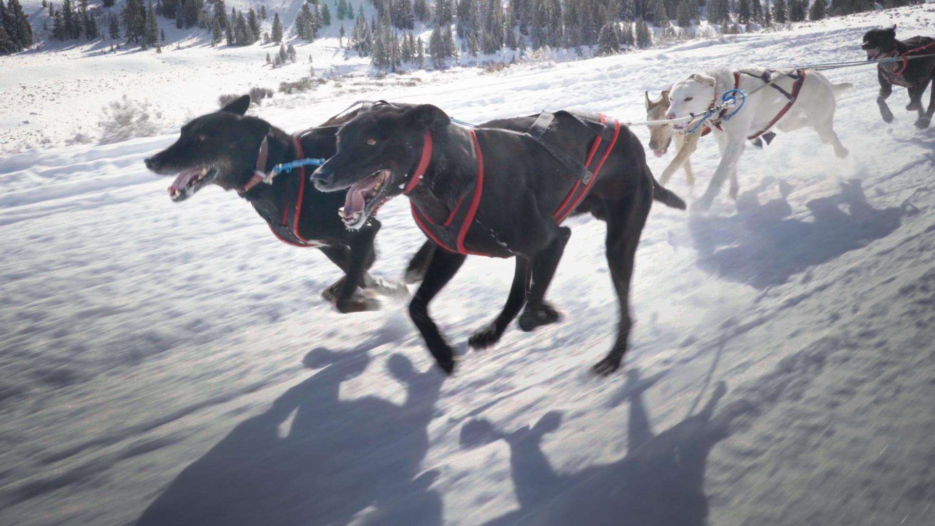 Wyoming dog musher Alix Crittenden sets her sights on winning the Pedigree Stage Stop Race.