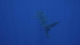 Diving Roca Partida: asset-mezzanine-16x9