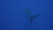 Diving Roca Partida