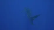 Diving Roca Partida