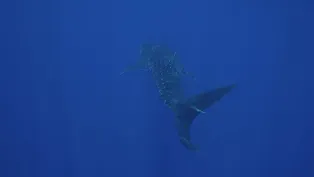 Diving Roca Partida