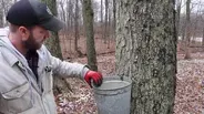 Illinois’ Maple Syrup Producers Grapple with Climate Change