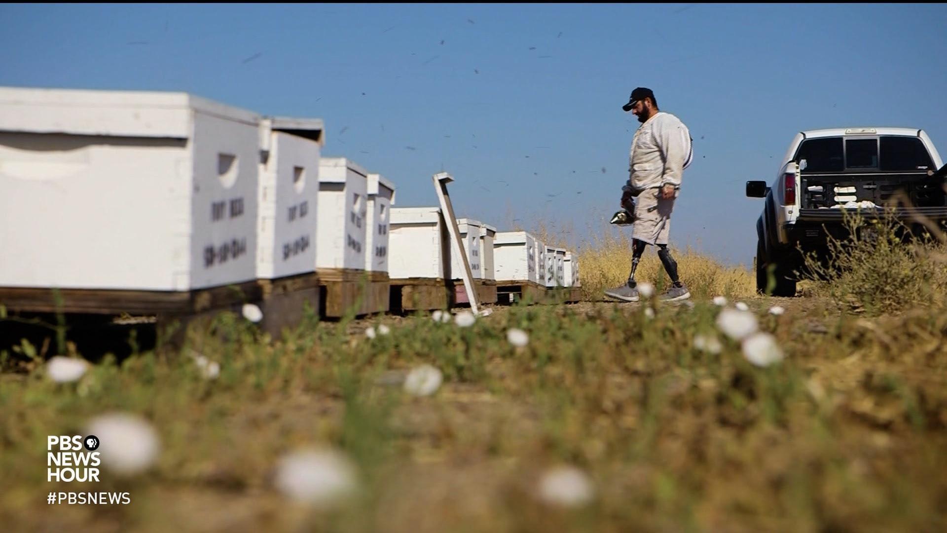 War veterans find sustenance--and solace--in farming