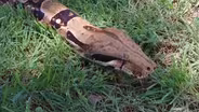 Boa Constrictor