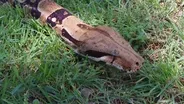 Boa Constrictor
