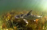 These Sharks Eat Plants (And It Gets Weirder.)