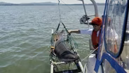 Shark Superhighway: Secrets of the Pacific Northwest’s Overlooked Apex Predator