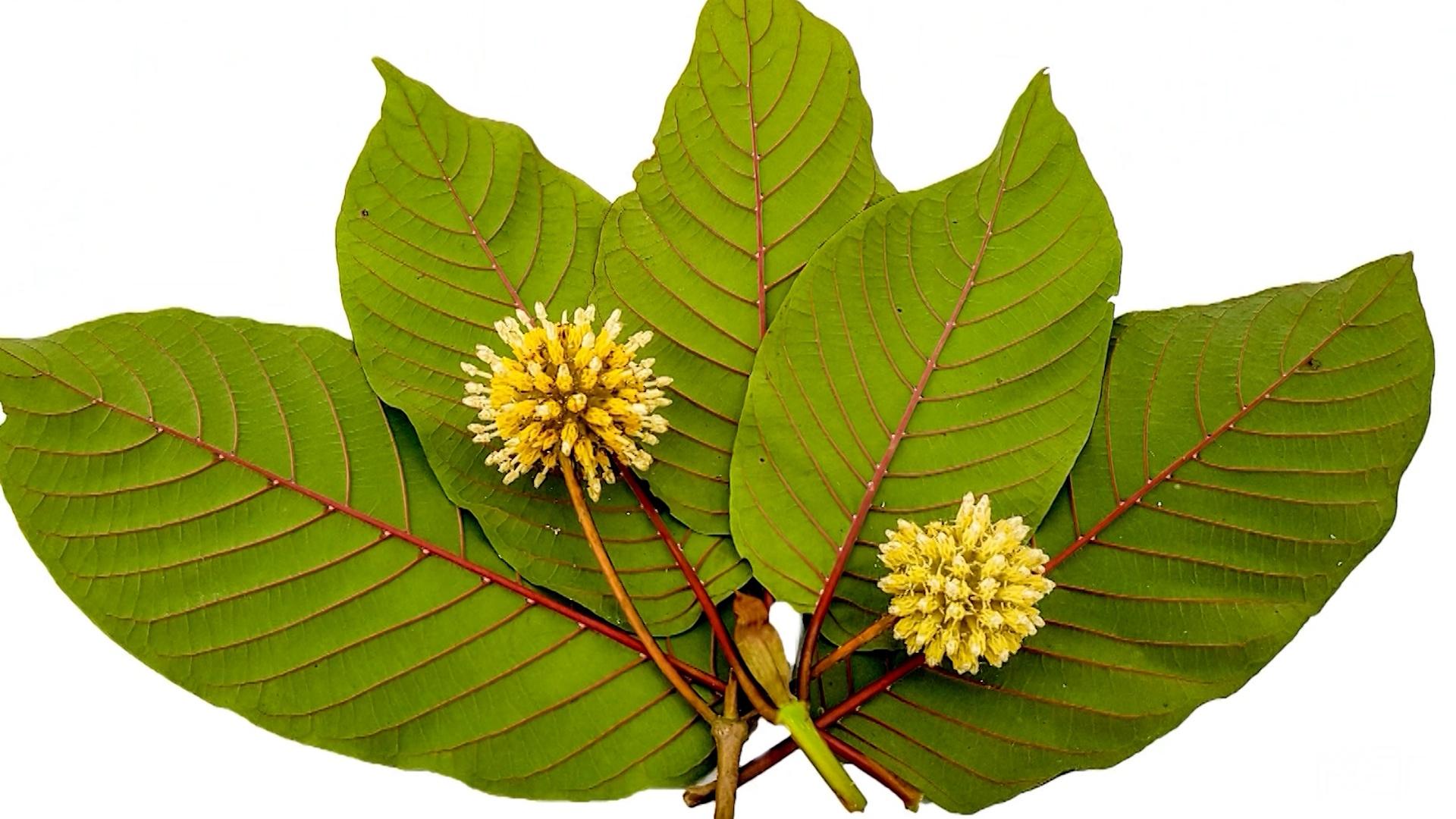 Kratom Concerns
