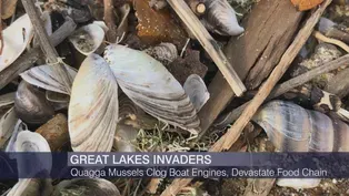 Great Lakes Invaders Storm a Chicago Beach