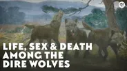 Life, Sex & Death Among the Dire Wolves