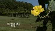 Tennessee Life - 905 - Tennessee Gardens