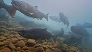 The Lost Salmon -Aug. 26
