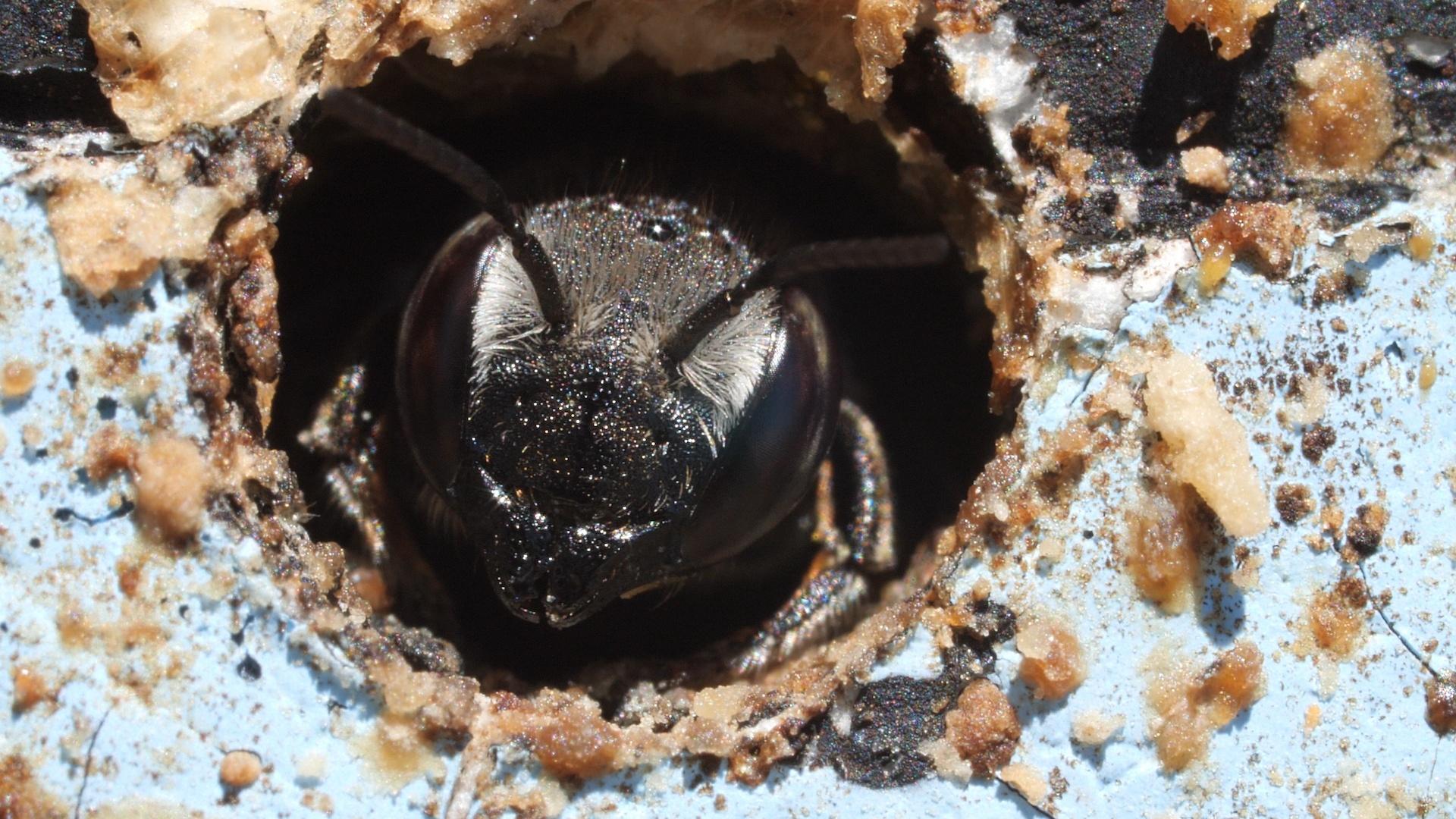 Honey Bees Make Honey  and Bread?