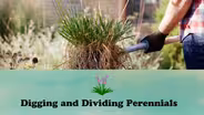 Digging and Dividing Perennials