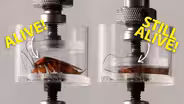 Cockroach vs. Hydraulic Press: Who Wins?