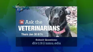 Ask the Veterinarians Returns