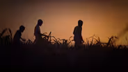 Trailer | Stateless