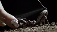 These Animals May Sting You, Spray You With Stinky Fluid or Explode In Your Face