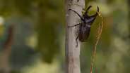 The Longstanding Tradition of Beetle Battles in Thailand