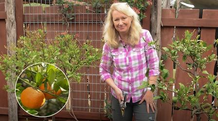 Video thumbnail: Central Texas Gardener Top Tips to Grow Citrus