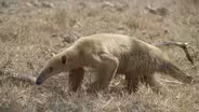 A Collared Anteater in Jaguar Country