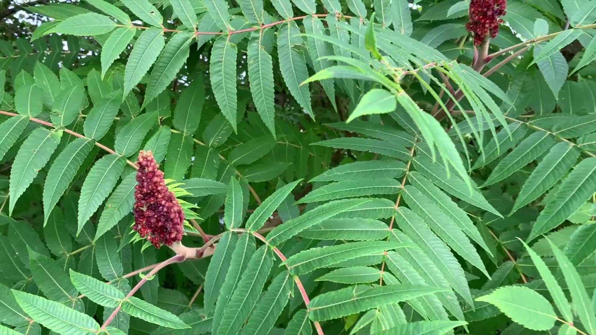 Outdoor Elements, Sumac - Poison or Not?