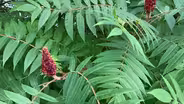 Sumac - Poison or Not?