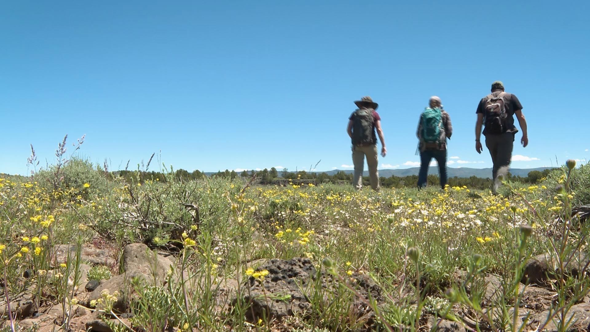 Dream studio steppe flower