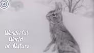 Wisconsin’s Rabbits and Hares