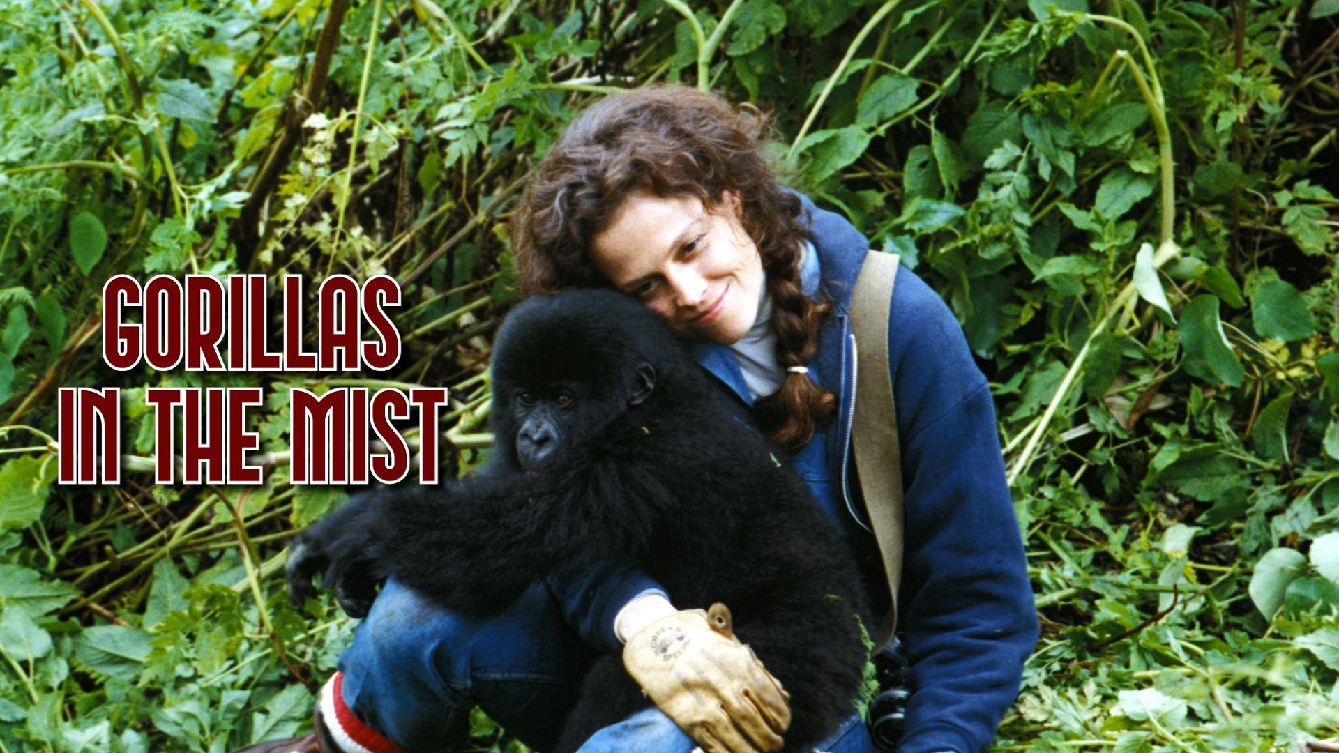 Who was Dian Fossey and what was her impact on wildlife conservation? Mikayla Daniels has more.