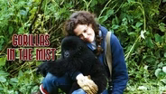 Gorillas In The Mist