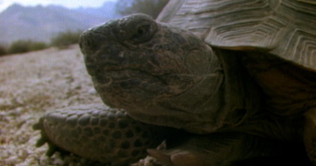 Nature | The Reptiles: Turtles and Tortoises | Season 22 | Episode 17 | PBS